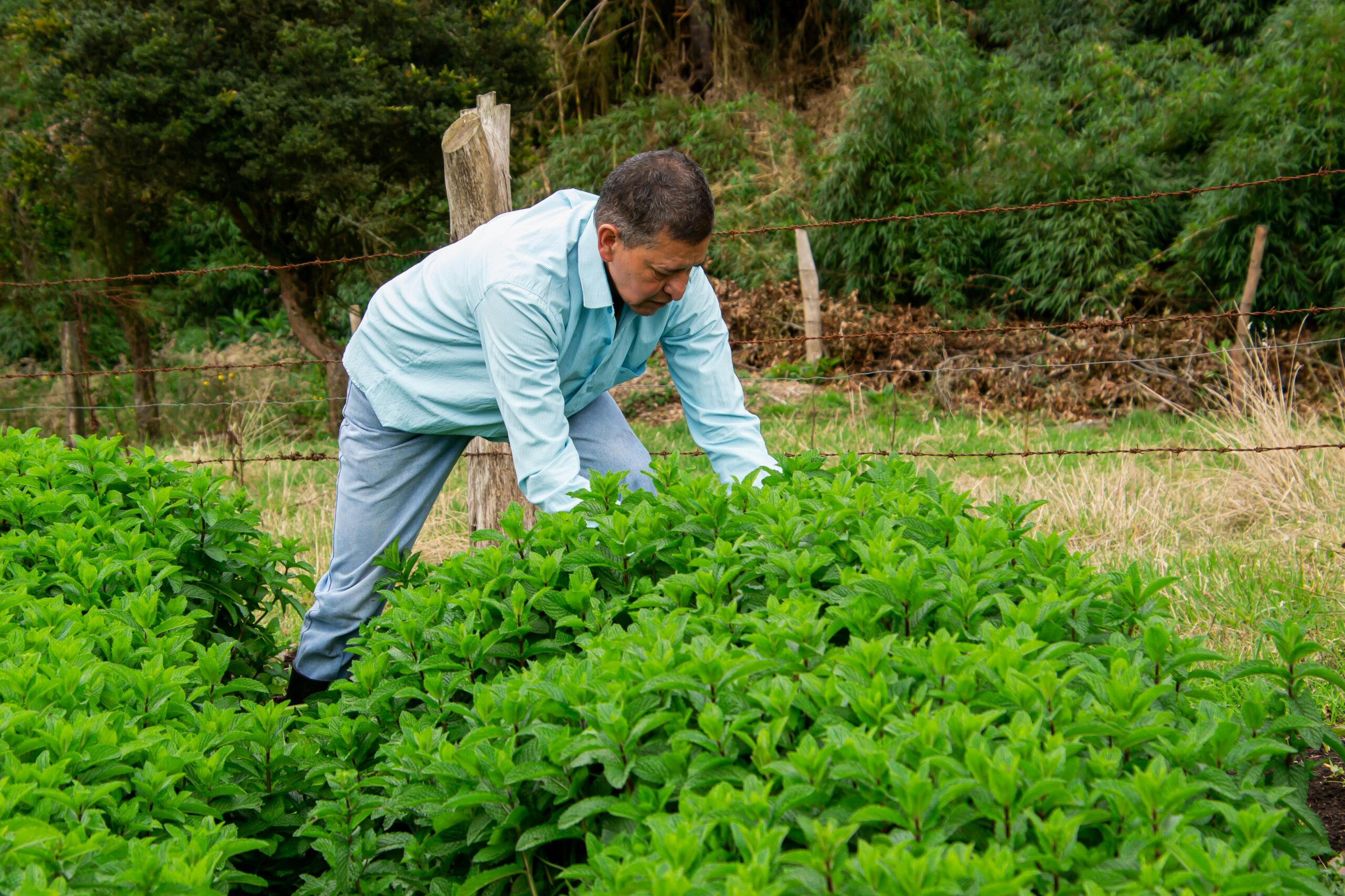 An adult male farmer tending to crops in a lush green field outdoors during daytime.
