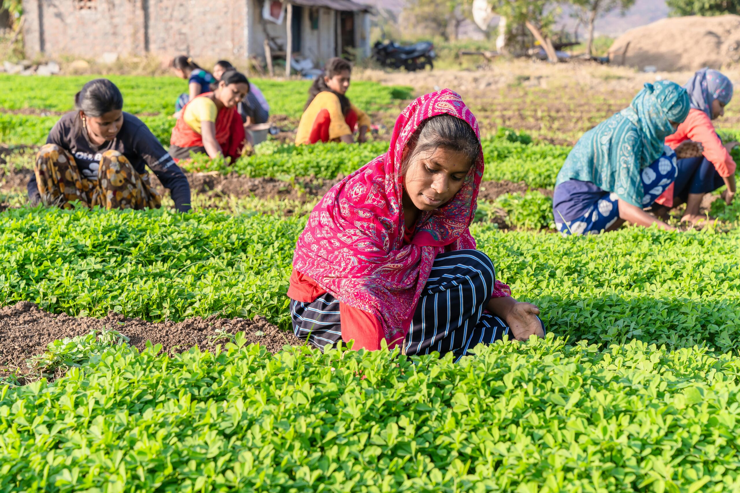Women in colorful attire work in a lush green field, representing rural Indian agriculture.